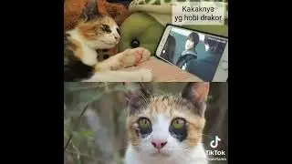 keluarga kucing barbarヽ(`д&acute;；)/