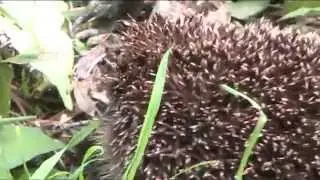 Little Hedgehog safe and well and free