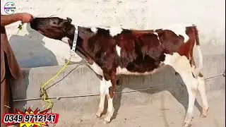 امپورٹڈ فریزن بالکل تیار بچھڑیاں دستیاب لوکیشن گوندل منڈی کارگو سہولت آل پاکستان!HF heifer for sale 
