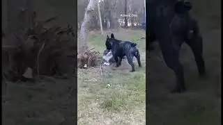 Cat Vs All.. #shortsviral #videosfeed #videos