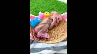 Playtime Fun with Cute Monkey Taki 🎾🐒
