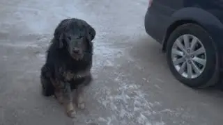 Pregnant With 6 Puppies, She 