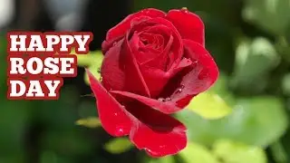 Happy Rose Day 2019 Wishes, Rose Day Shayari SMS Quotes In Hindi,Greetings,Romantic Quotes