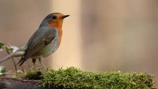 আমাদের জাতীয় দোয়েল পাখি দেখতে অসাধরন।