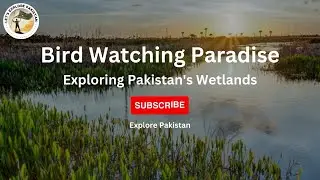 Bird Watching Paradise: Exploring Pakistan's Wetlands