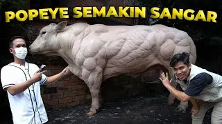DATENGIN STYLIST DARI GARUT UNTUK CUKUR RAMBUT SAPI JUMBO!