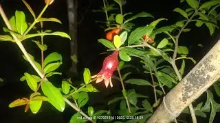 আমি যেভাবে আনার গাছের যত্ন করি🍑