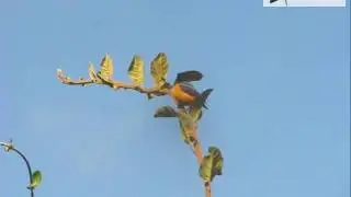 Blue-backed Conebill - Conirostrum sitticolor - Chingaza, E Andes