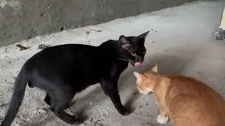 The cat is eating meat @AdorablePaws @theworldofcatss