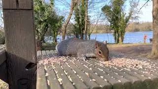Grey Squirrel - 𝑠𝑐𝑖𝑢𝑟𝑢𝑠 𝑐𝑎𝑟𝑜𝑙𝑖𝑛𝑒𝑛𝑠𝑖𝑠