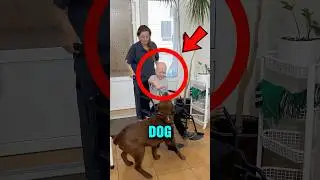 They Took Her Dog Away But The Nurse Had A Secret Plan 😭✨