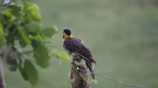 Campo Flicker (2026/01/01)