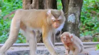 Most Incredible! Little Angel Lynx Welcomes New Tiny Abandon Monkey ARCHIE while he feeling scare