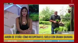 La grama bahiana, el césped brasileño que revive jardines