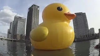 【ラバーダック】 中之島に巨大アヒルがやってきた＠ほたるまち 2014冬 #rubberduck