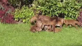 amazing video of fox cubs feeding in garden