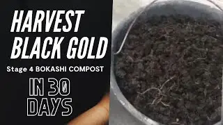 How to Harvest Black Gold    Stage 4 Bokashi Compost (Eazybox Method Part 3)