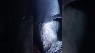 The Haunting Sixgill Shark #shorts