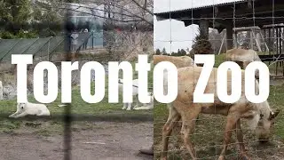 Solar Eclipse Toronto Zoo ❤️❤️ April 8, 2024 (VLOG) | Jackie Lynn