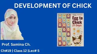 Development of Chick | Embryonic Development in Chick | Class 12 Biology | FSc Part 2 Zoology