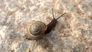 SNAILTIME - Extended Director's Cut
