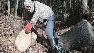 コナラ切り2(2025.12.4)Cutting oak 2