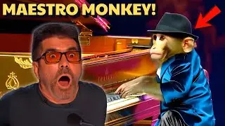 Maestro Monkey Stuns AGT Judges with Incredible Piano Performance!