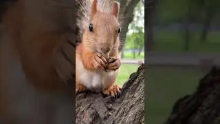 Она застукала нас врасплох 😊🐿 She caught us by surprise