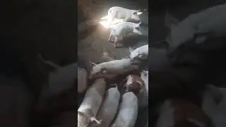 Desi farmer#dooers#pigfarming