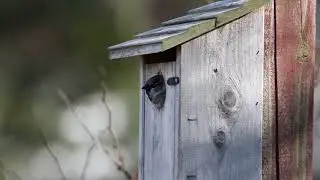 Male house sparrow at nest entrance