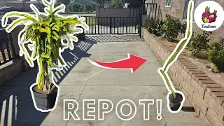 How to Repot Dragonfruit