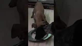 Jonangi 8919891037 #dog #pets #vizag #vijayawada #tirupati #hyderabad #rajahmundry #kakinada #tanuku