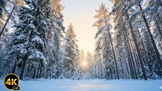 Winter Forest Walk 4K ❄️ Beautiful Relaxing Snow Ambience for Stress Relief #Relaxation #WinterWalk