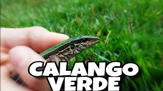CALANGO VERDE / BICO DOCE