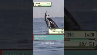 Pok&eacute;mon battle irl. Kyogre 🐋 vs. Palafin 🐬 #Pok&eacute;mon #pokemon #pokemoncommunity #fyp #memes