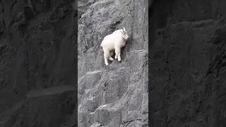 Why Mountain Goats Laugh at Gravity 🐐😅 #shorts #mountaingoat #goat #gravity #facts