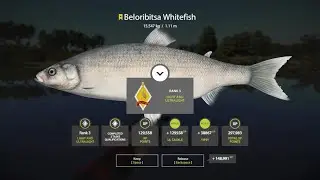 Trophy Beloribitsa Whitefish on Ultralight Rod - Russian FIshing 4