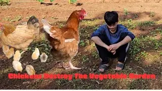 Orphan boy - Chickens Destroy The Vegetable Garden - Good People Help Build Chicken Coops