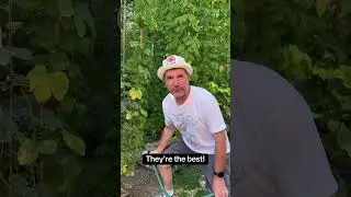 Cascade Hops!