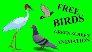 Free Green Screen Birds Animation