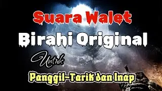 Suara Walet Birahi Original,Untuk suara panggil,tarik dan inap