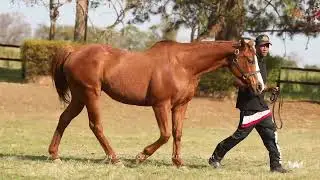 LOTE 22 - EMBRIAO - JESS LOUISIANA BLUE X LIBBYS CARTEL