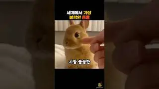 세계에서 가장 불쌍한 동물..? #동물 #토끼