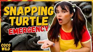 Snapping Turtle Emergency & Tadpole Rescue! | Coco Wild Show Ep 1