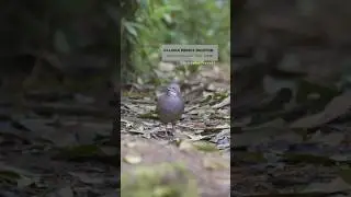 Un fantasma del bosque  La Paloma-perdiz Bigotuda (Zentrygon frenata)