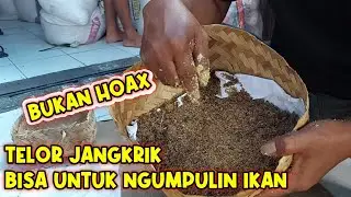 Lapak tetangga sampai ngiler !! Telor jangkrik ( TJ ) bisa mengundang ikan