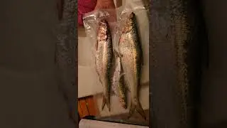 SkipJack Fishing! Got Bait! So Much Fun! #fishing #skipjack #catfishing