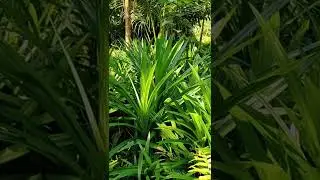 PANDAN PLANTS