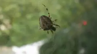 WEB Spinne Araneomorphae - TEST Arachnophobie
