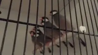 Macaw,Cockatoo,Eclectus,African Grey Parrots,Parisian Frilled Canary For Sale